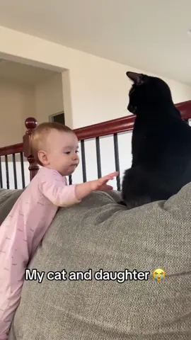 Cute cat vs baby #cat #tiktok #catsoftiktok #funny #cute #fyp #funnycat 