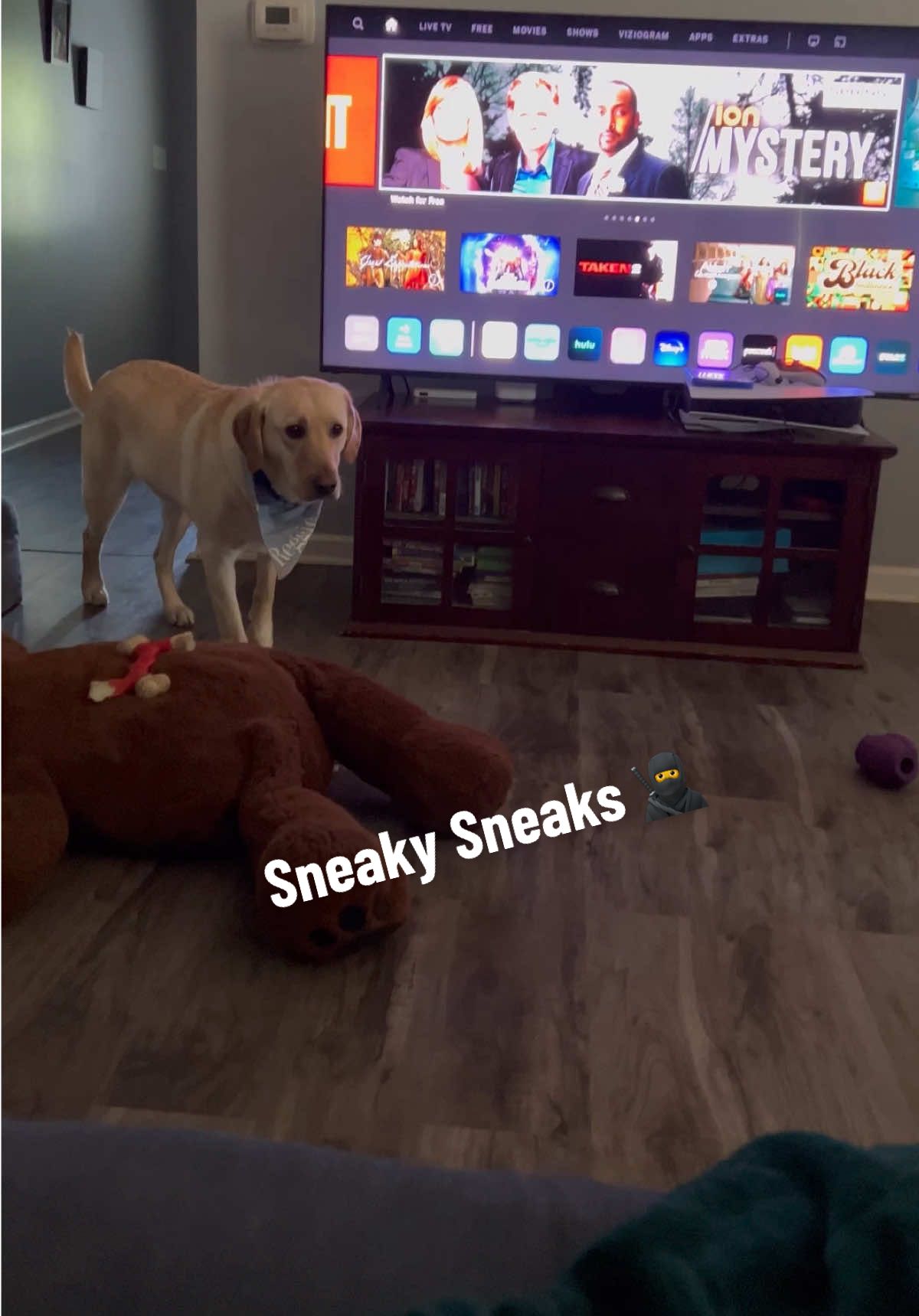 Its time dor another sneaky sneak with The Tiny Ninja Reggie 🥷 #sneaky #sneakydog #funny #suspense 