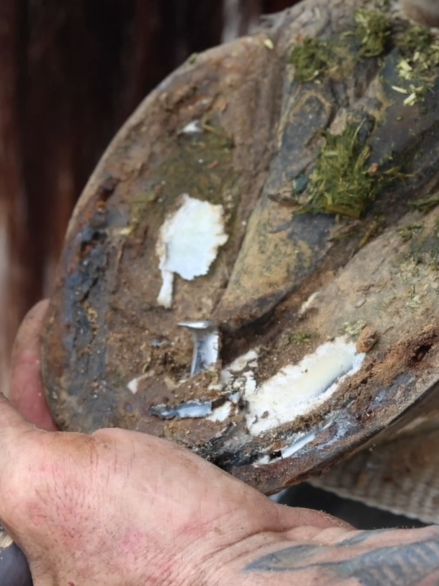 Horse Hoof Cleaning - Full video on YouTube! #fyp #horse #satisfyingvideo #asmr #farrier