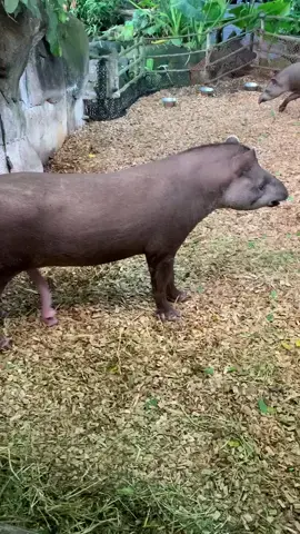 MALE I GUESS…. #animalsoftiktok #male #huge #happy #boy #animal #giant #monday #morning #tapir #fy #zoo #tapirs #weapon #rocket #funnyvideos #funny #fun #fu #foru #foryou #foryourpage 