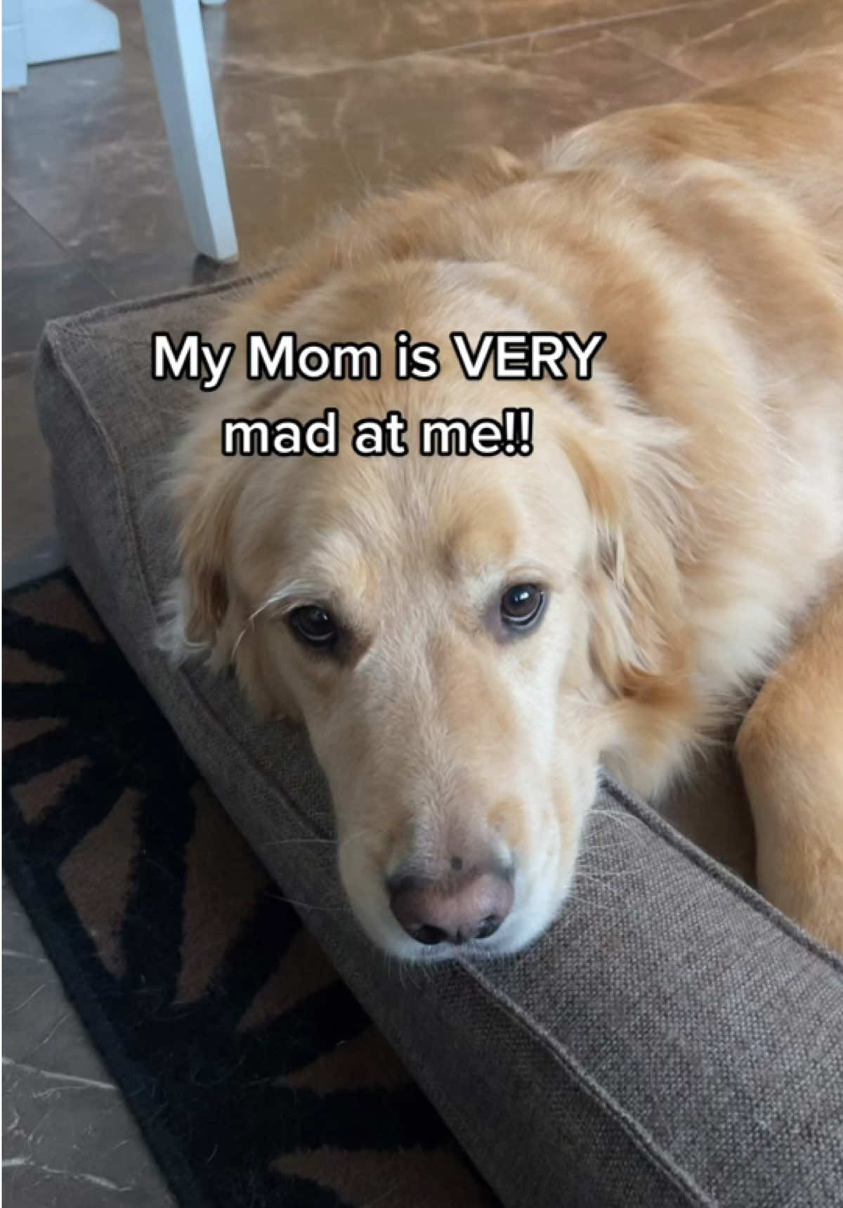 THROWBACK: Sorry Mom 😬 #doghumor #dogproblems #doglife #sorrymom #storytime #goldenretriever #dogsoftiktok #funnydogvideos #funnydog #dogfunny #viral #fyp