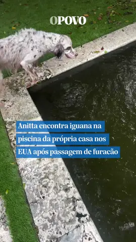 Anitta encontra iguana na piscina da própria casa nos EUA após passagem de furacão A cantora Anitta compartilhou em seus stories no Instagram no último domingo, 13, ter encontrado uma iguana na piscina de sua casa em Miami, nos Estados Unidos, após efeitos do furacão Milton. A brasileira se surpreendeu com a companhia do animal e ainda brincou com seu cachorro, Charlie. “Descobrimos que tem uma iguana dentro da piscina, que veio junto com a chuva. O cachorro está enlouquecido, não para de nadar”, disse Anitta. Enquanto isso, seu cãozinho tentava pegar a iguana.   #anitta #eua #furacãomilton #tiktonotícias
