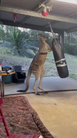 Demi tour instantanément 🦘