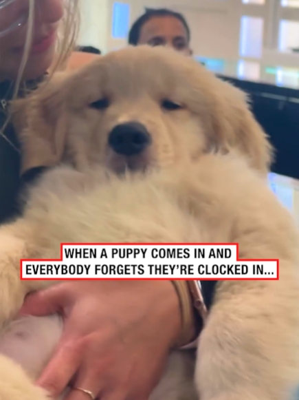 They are the biggest distraction!! 😂 🐶 🎥: IG / yanko_jewelers #ladbible #funny #dog #work #distraction