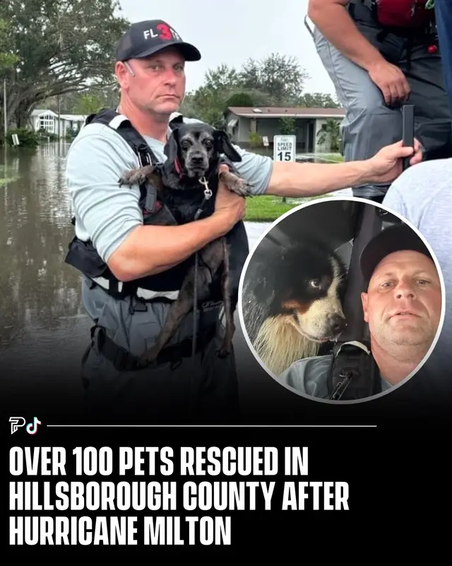 Swipe ⬅️ to see photos of some of the pets rescued after Hurricane Milton in Hillsborough County. ❤️🥹 #Pubity  📸: Hillsborough County Fire Rescue