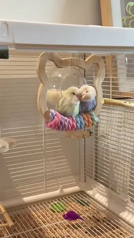 Let me introduce my two cute parrots to you #parrot #bird #cute #animal#pet 