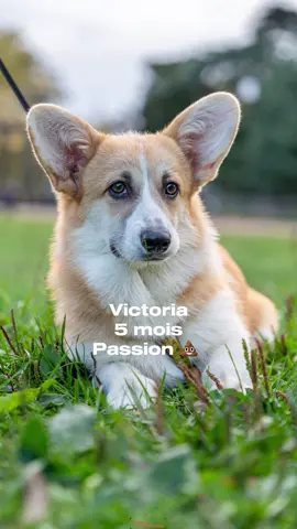 Victoria, 5 mois, Corgi  Passion 💩  📍Parc de la tête d’or  Et vous, avez vous des solutions contre le fait que nos chiens mangent des cacas ?(humains, chats, oies…)  Et faites attention moi une fois Rio s’est fait intoxiqué comme ça … il était stone toute la journée !  #corgi #corgilove #corgilovers #corgifamily #victoria #gueulesdelyonnais #dog 