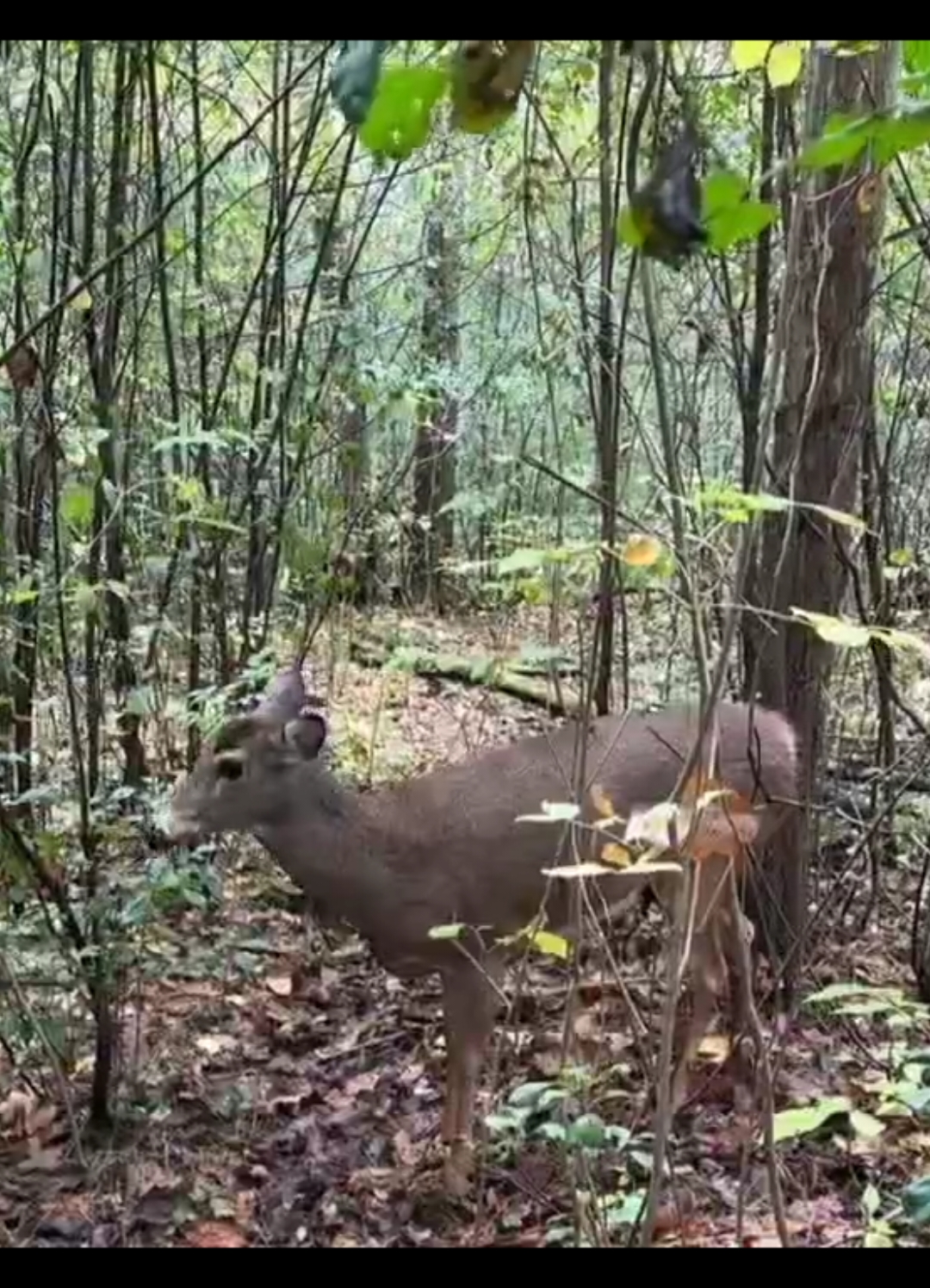 #hunt #deerhunt #monsterbuck #whitetail #deertiktok #deer #huntingseason #hunter #fishing 