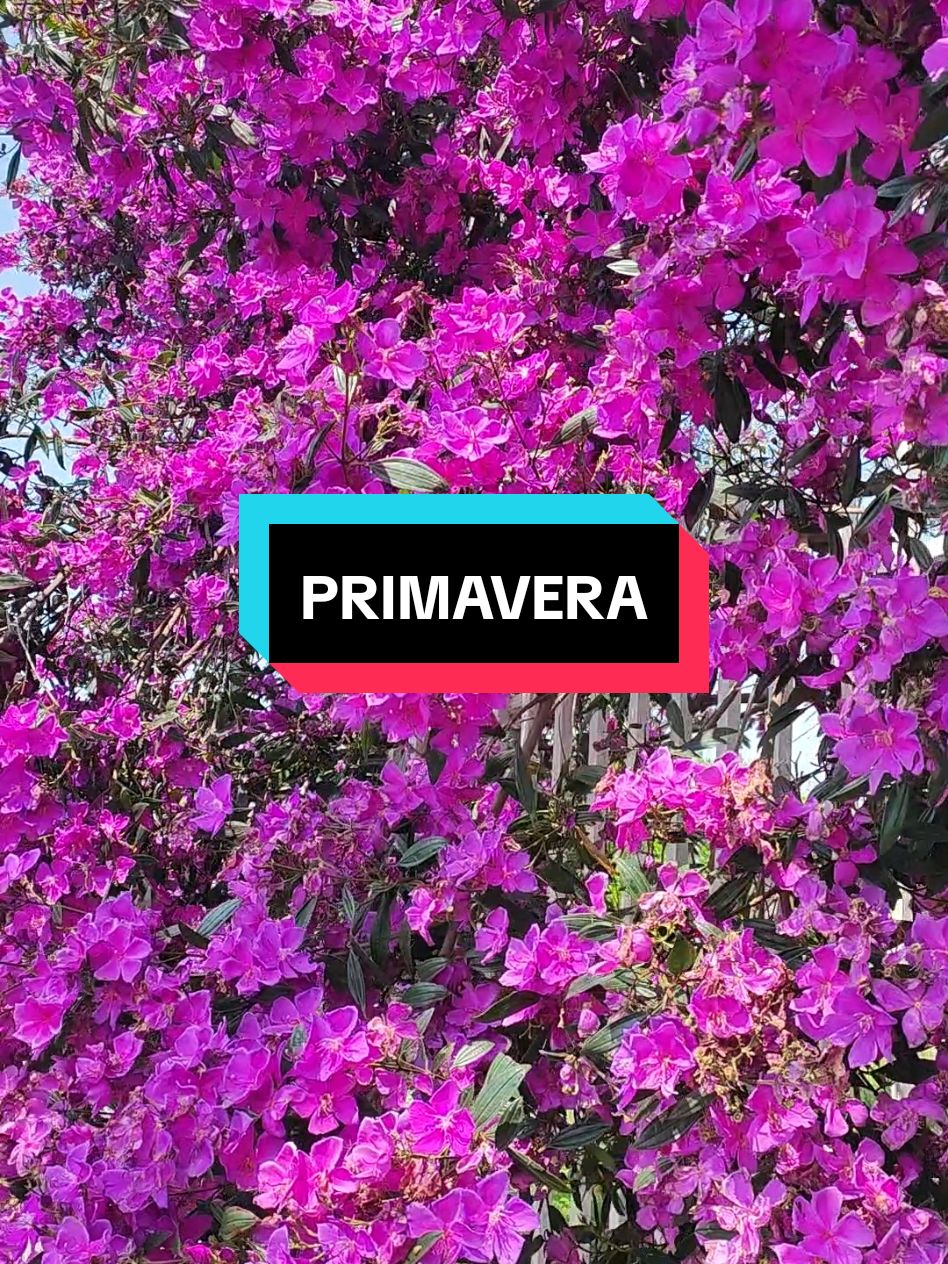 Primavera ou Manacá. O nome não importa mais que a beleza das suas flores. #primavera #manacá