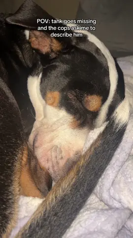 hes a baddie 🐕🤭 #fyp #foryoupage #natalienunn #tankyboo  #tankyboooftiktok #dogtok #dogsoftiktok #boxer #staffy