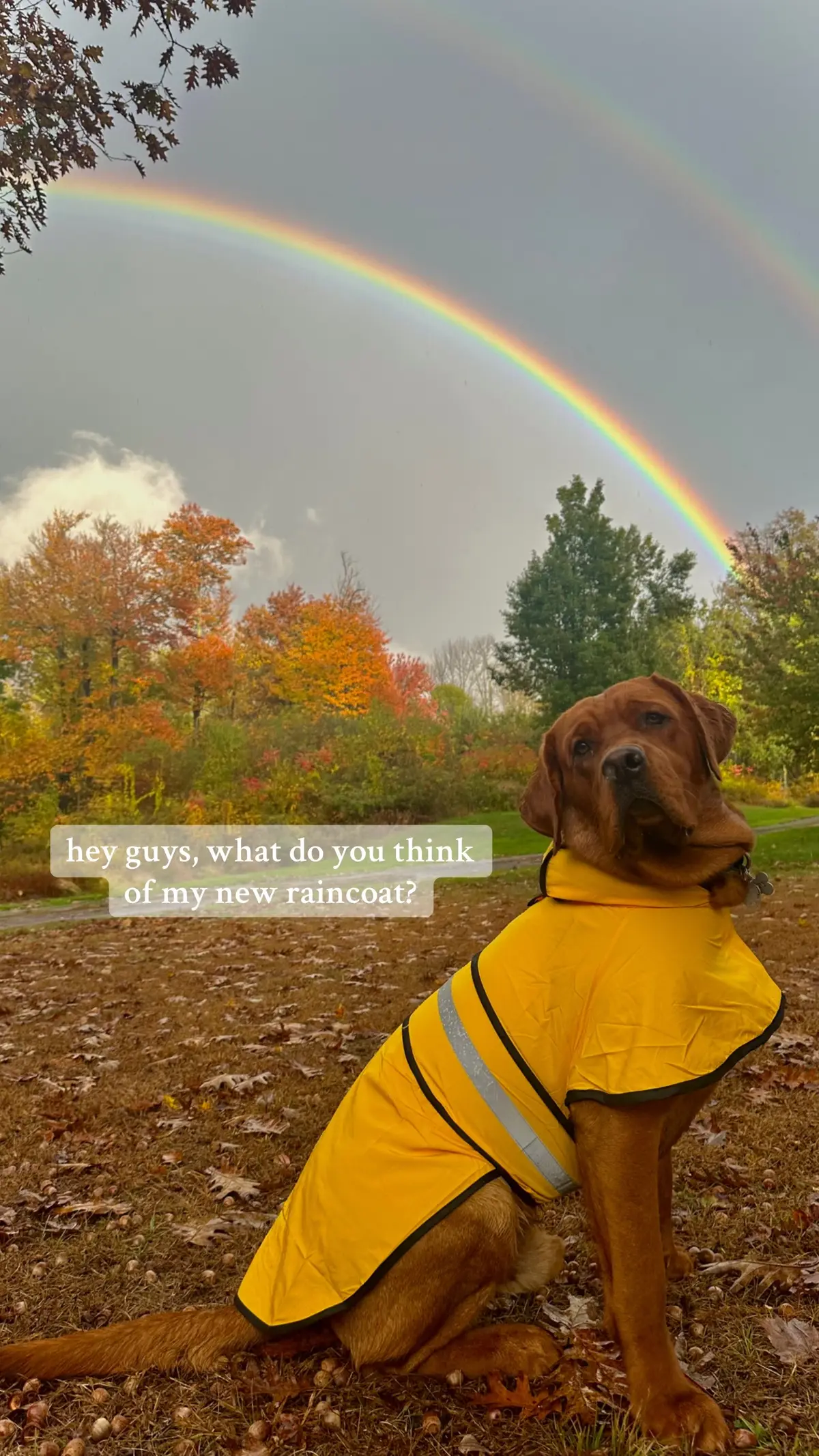 im kinda proud of my new raincoat guys! #rustytheredlab #foxredlabrador #labradorsoftiktok #foxredlabpuppy #labradorretriever #labradorpuppy #foxredlab #dograincoat 