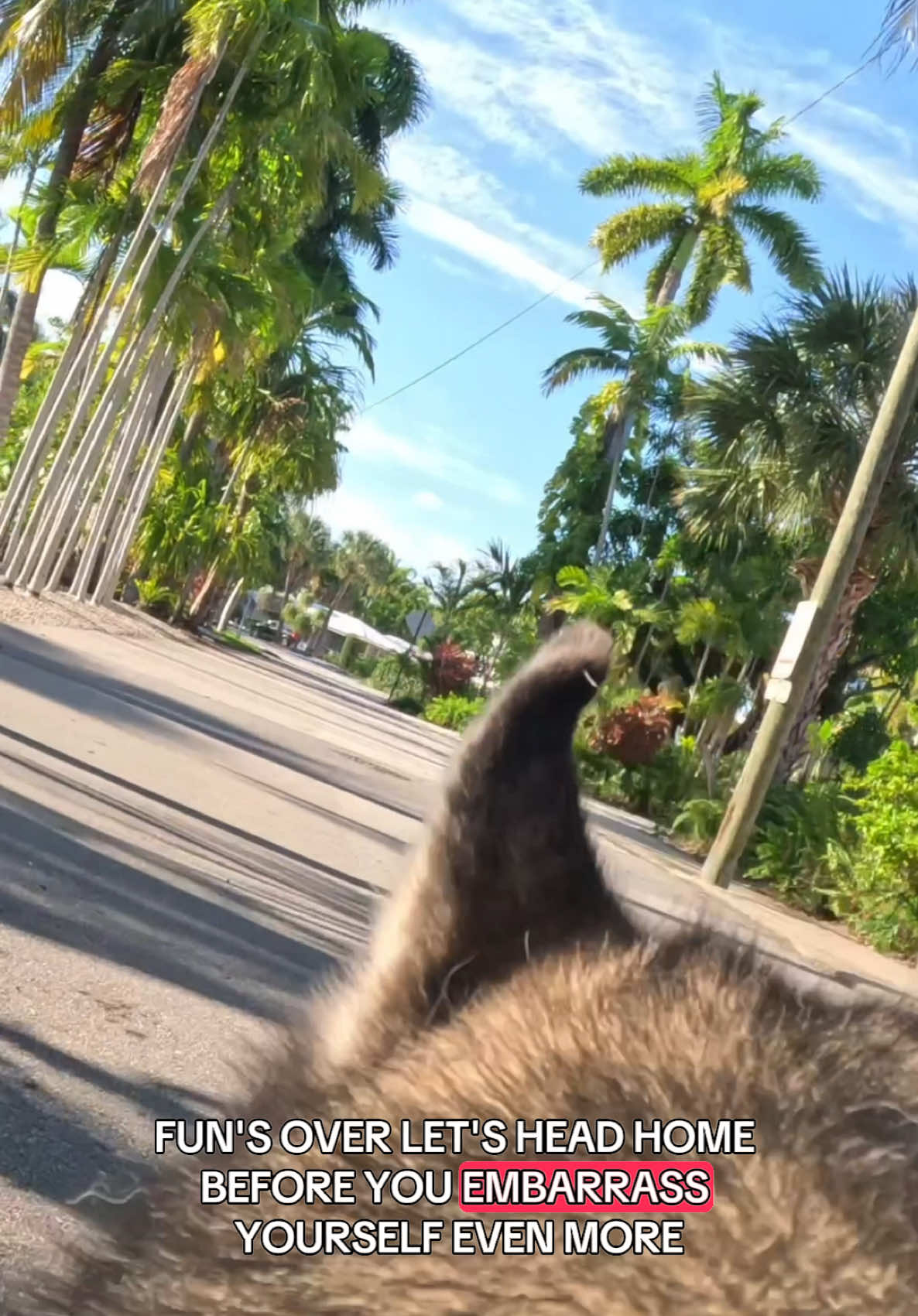 A little Blue POV for your afternoon 👀 #dogsoftiktok #dogsoftiktokviral #husky #huskies #dog #dogs #rollerblade