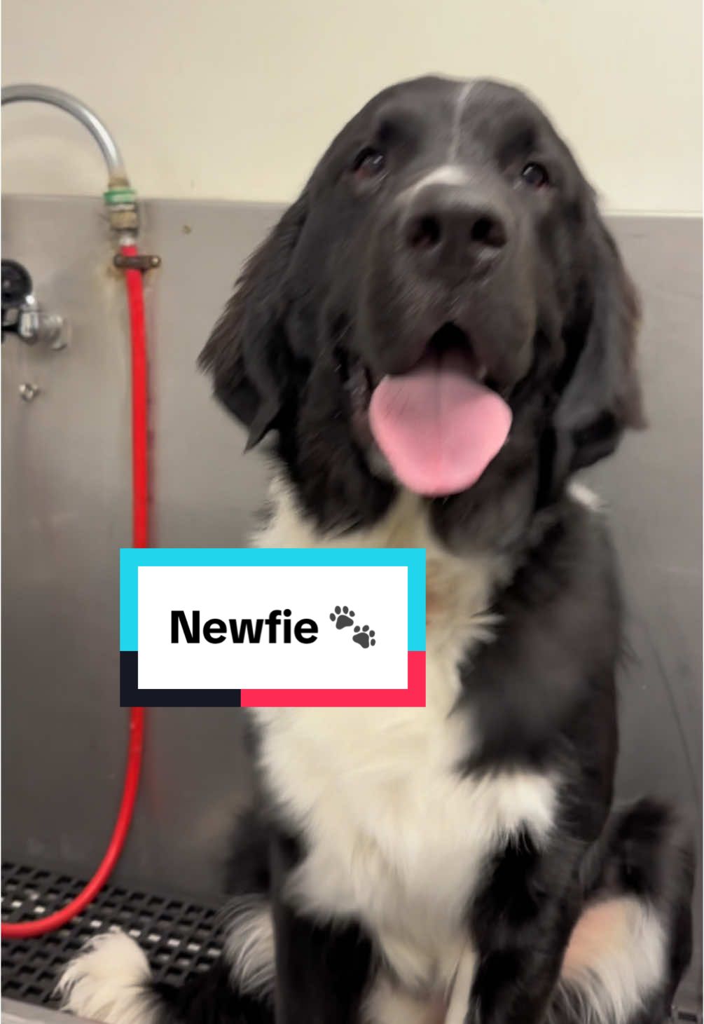 Winston the Newfie is just a giant kid 🐾 #newfoundland #newfie #doggrooming #dogbath #tutorial #eqyssgroomingproducts 