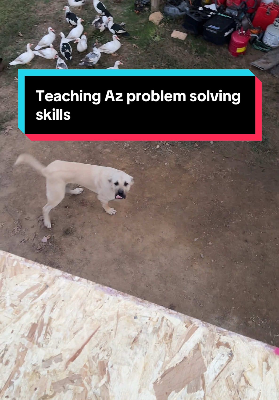 Minion learned a lot with my encouragement to do things. Problem solving is a skill #aslandog #lgd #livestockdog #bigdog #boz #narrowayhomestead #homestead #offgridlife #rurallife 