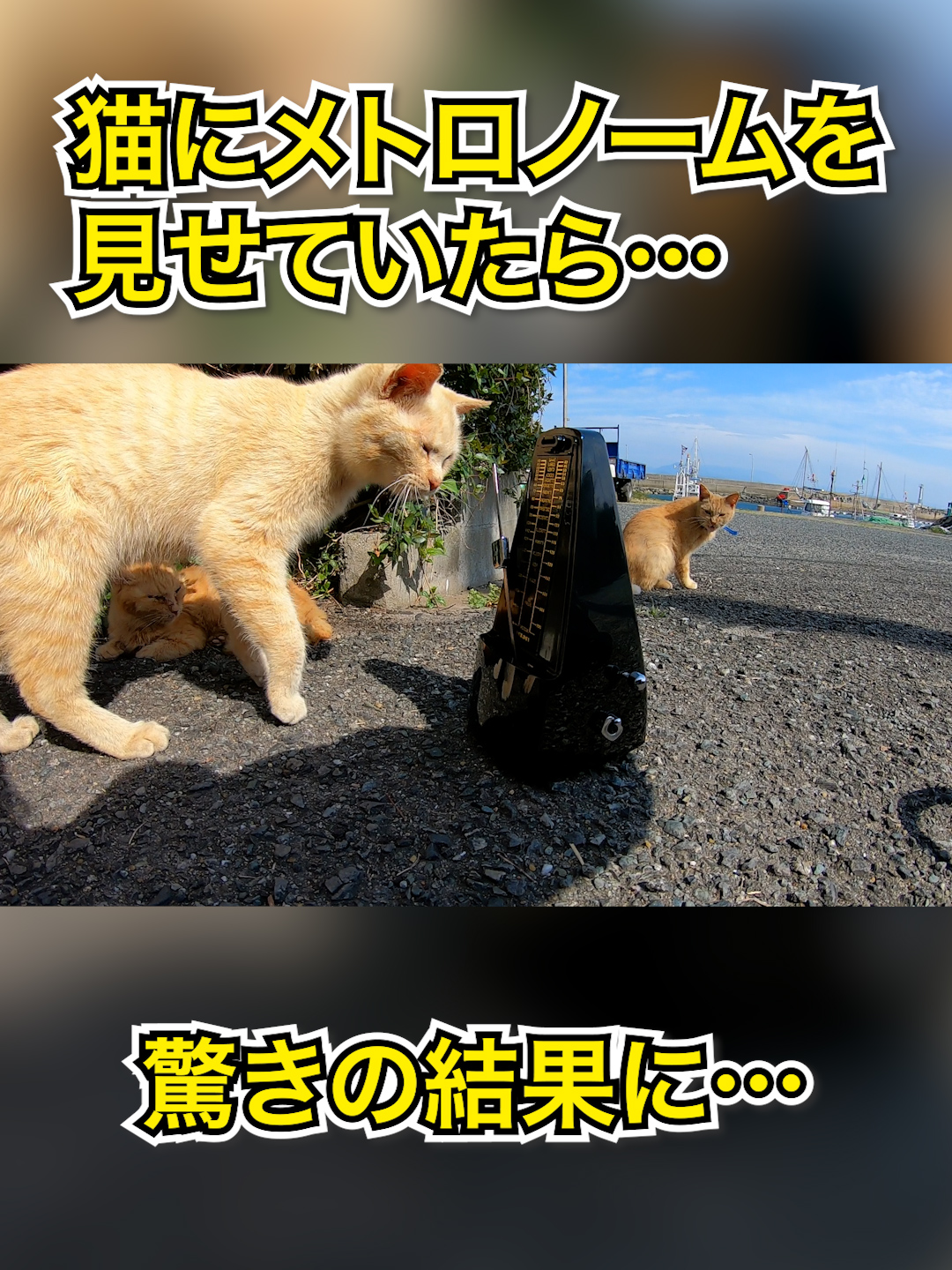 猫にメトロノームを見せた結果…#子猫 #メトロノーム #リズム #野良猫 #初体験