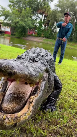 HE'S ON A GATOR😳 People from Florida are definitely known for being a bit wilder then any place and this place is just a prime example😅 If you like reptiles thenfunnyvideoslace to your list because I have never seen so many gators in one area😳 • • • • #giant #big #hungry #gators #visti #travel #florida #fun #reptile #style #cute #wild #animal #amazing #beautiful #animals #awesome #walk #funny #funnyvideos #happy #life #fun #cool #video #wow #post #tik #tok #tiktok #tiktokanimals 