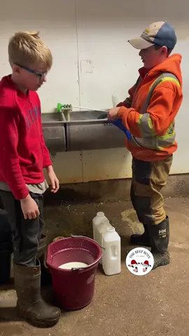 Teamwork to feed the little ones! #_beef_boys #raisedonafarm #milk #fresh #farmlife #farm #cow #calf #happy #family #farmtok #farmer #fyp #fypシ゚ #fy #Lifestyle #cute #hardworkpaysoff #country #dairyfarm #novascotia #mypeople #learning #pov 