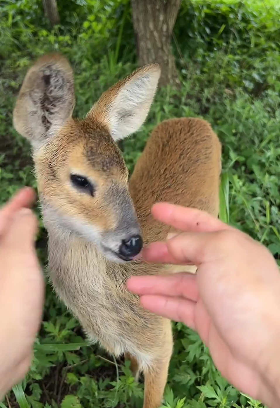 2024.08.22 라이브(오후) #라니 #고라니 #waterdeer #vampiredeer #deer 