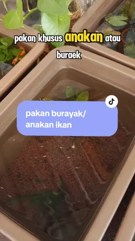 jangan salah ya . . . #guppy #pakanburayak  #CapCut #ikanmolly #ikancupang #ikanguppy 