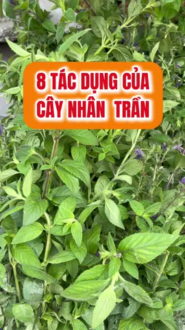 Tám tác dụng của cây nhân trần mọi người cần biết#duoclieuvietnam2282 #suckhoechomoinguoi #baithuocdangian #xunghuong #treanding
