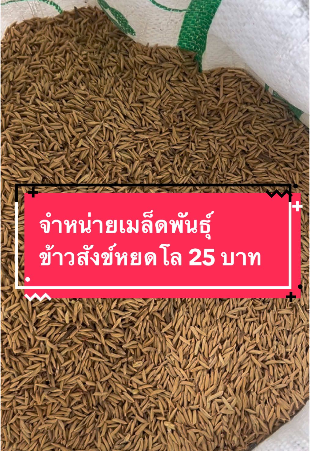 จำหน่ายเมล็ดพันธุ์ข้าวสังข์หยด ฤดูกาล66/67 ราคาโลละ 25 บาท #วิบูลย์พันธ์ออร์แกนิคฟาร์ม #ข้าวสังข์หยด #ข้าวสังข์หยดพัทลุง #เมล็ดพันธุ์ข้าวสังข์หยด #ออแกนิค 