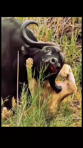 lion attack buffalo #lion #attack #buffalo #unitedkingdom #aksablor💖 #king #UNITEDSTATES #animals #100k #qater #oman🇴🇲 #southafrica #foryoupage 