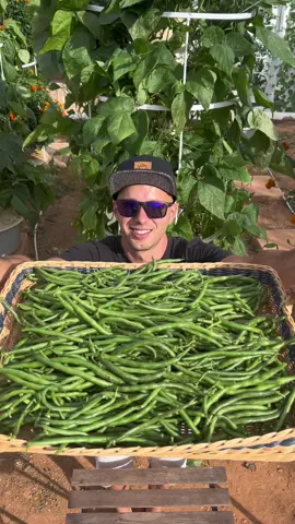 When cultivating beans on aeroponic towers, it is advisable to grow bush bean varieties rather than pole beans. Bush beans are more suitable for the towers due to their compact growth habit, typically reaching only about 30-60 cm (1-2 feet) in height. This makes them better adapted to the vertical, space-efficient design of the towers. Whereas pole beans are climbing plants that produce long, sprawling vines, often extending several meters. These vines require substantial vertical support, typically involving trellises or cages, to manage their growth. Also, bush beans tend to mature faster than pole beans, allowing for quicker harvest cycles. #beans #farming #gardening #agriculture #hydroponics #towergarden #aeroponics #soilless