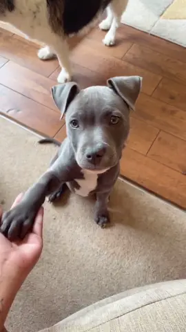 Not just a dog, my best friend and soul dog forever 🥹♾️ The most loving, loyal, sweetest and silliest boy that not only changed my life but saved it 🤍 . . #bluestaffy #bluestaffypuppy #puppy #bluestaffordshirebullterrier #staffylovers #staffy #staffypuppy #staffordshirebullterrier #staffylove #doglovers #dogbestfriend #dogbestie #dogowners #dogmum #souldog #heartdog #kanothebluestaffy