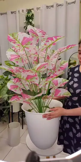 Ganda ganda nmn talaga nito, #artificialplants #indoorplants #homedecor #decoration #LIVEhighlights #TikTokLIVE #LIVE 