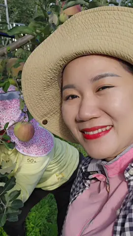 Vợ Chồng em cùng mọi người hái lá táo ạ 