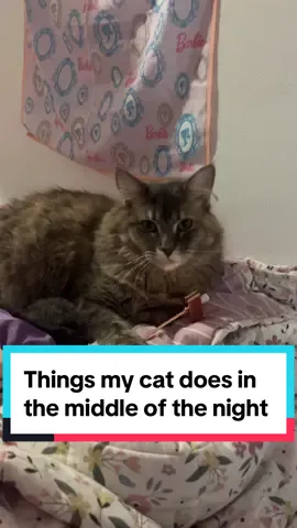 My sweet girl just wants to play  #catsoftiktok #cats #catlover #PetsOfTikTok #pets #collegelife 