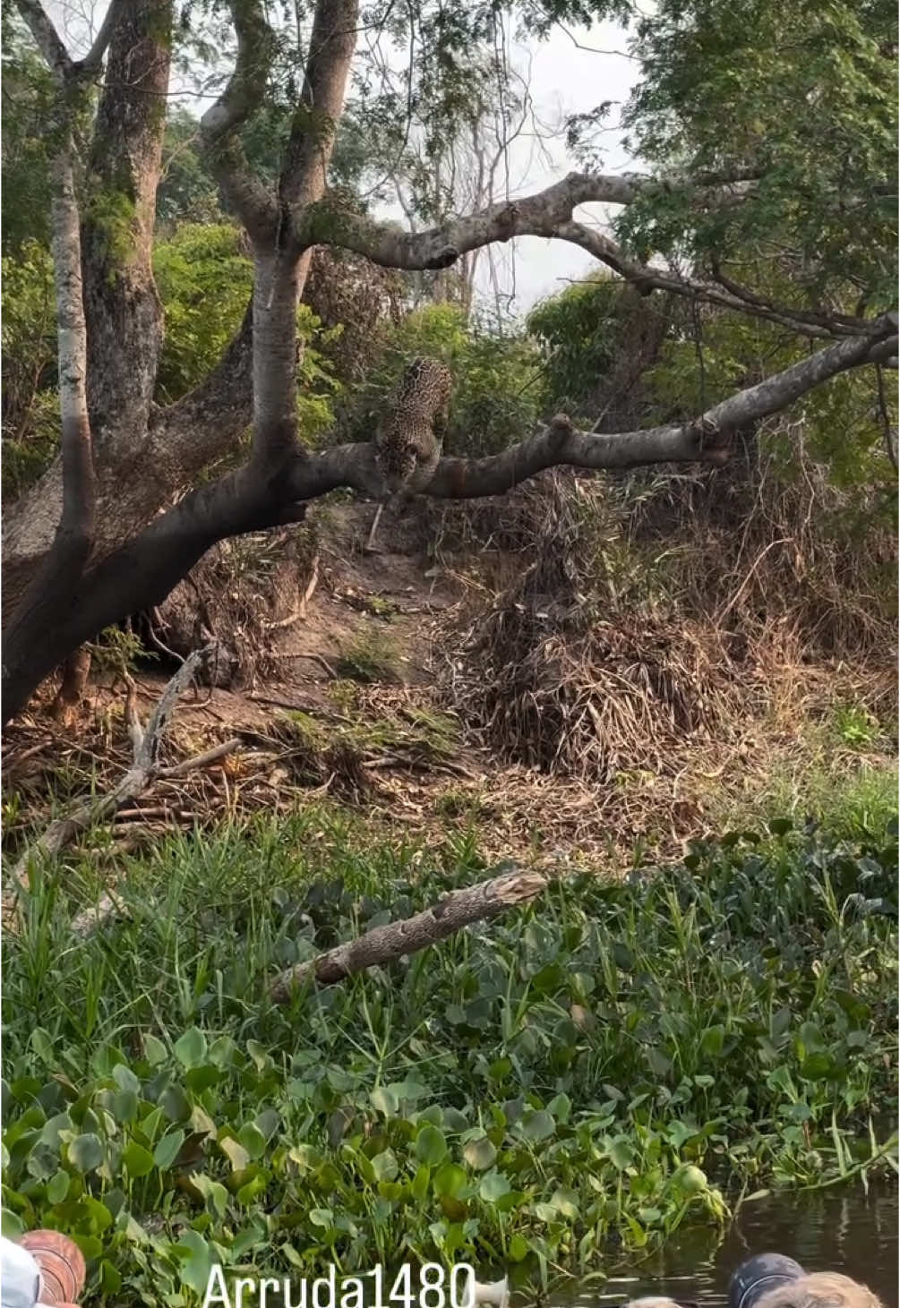 Natureza e suas maravilhas. #onçapintada #pantanal #jacare #natureza