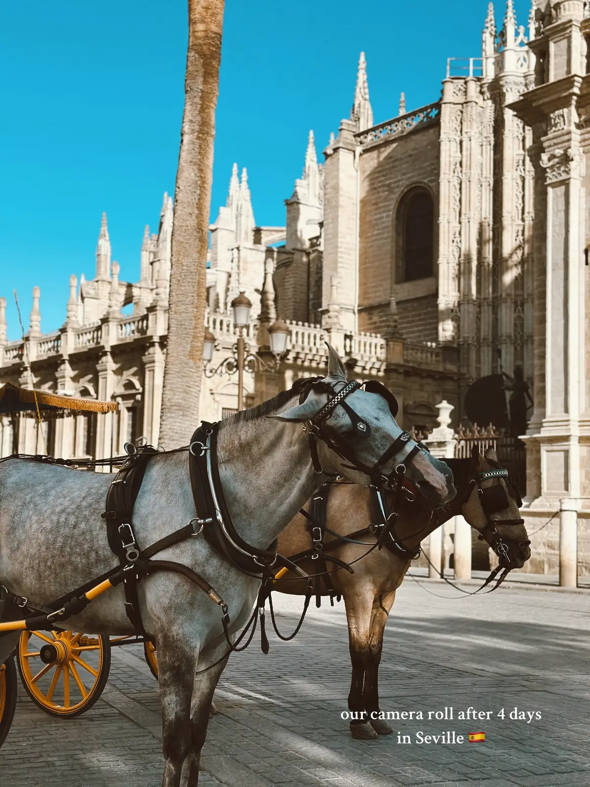 Had the best time in Seville🫶🏼. #seville #spain #espana #travel #andalucia 