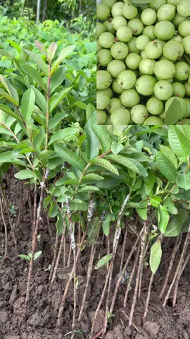 Một loại ổi ngon và cho năng suất cao được nhiều nhà vườn trồng hiện nay đó là Ổi tứ quý ( ổi đông dư hay ổi găng ). Với khả năng sinh trưởng tốt ở bất kì vùng đất nào, ổi Đông Dư đang hứa hẹn là loại cây trồng phát triển triển kinh tế ở cải hiện tại và tương lai. #xuhuong #xuhuongtiktok 