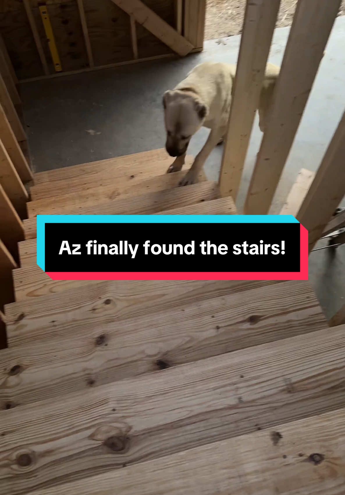 Replying to @theancientginger Az finally found the stairs! #Aslandog #lgd #livestockdog #bigdog #boz #narrowayhomestead 