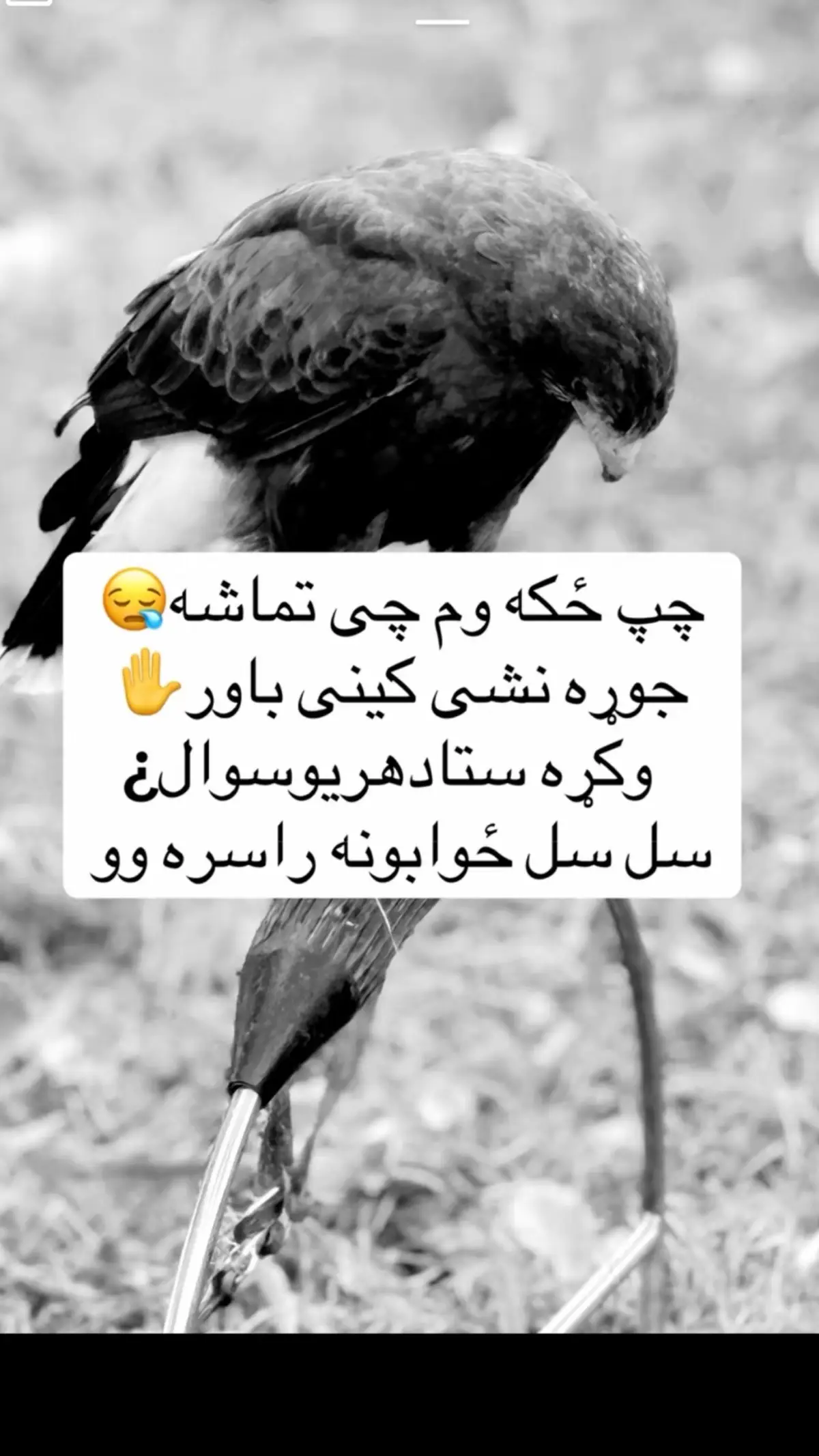 #زنده_باد_افغانستان_متحد_با_تمام_اقوام #🦅🇦🇫🦁🇦🇫🦅 
