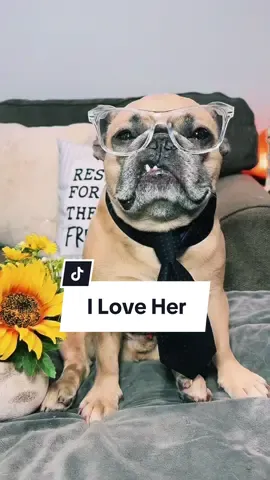 True love always wins ❤️ #Love #overprotective #dogparents #frenchbulldog #trendingsong IB @Pacha and Bucket the Goldens 
