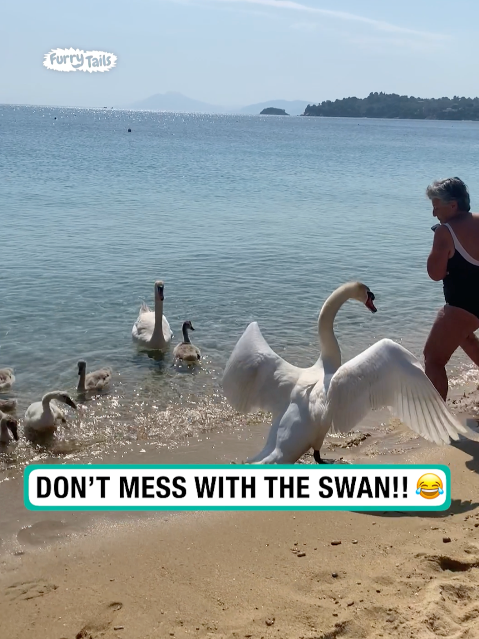 Don't mess with the swan 🦢 😂  🎥: Annoulacos via ViralHog #furrytails #funny #silly #swan #fail #feisty