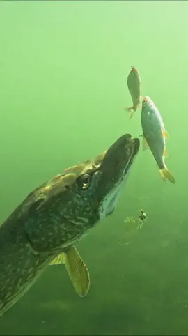 What is this pike thinking ? #pike #fishing #underwaterworld #pikeattack #fish #angler #underwaterworld #pikefishing #fishingvideo #fishingexperience #underwatercamera #deadoralive #deadfish 
