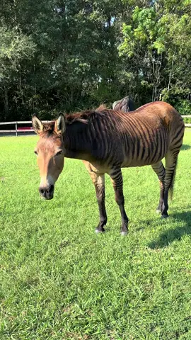 Meet Tiger! Shes a 23 year old Zorse who loves her morning scratches.  #zorse #zebra #horse #oneofakind #fypシ #fyp #animalsoftiktok #horsesoftiktok #farmlife #florida #cuddles #beautiful #horsesoftiktok 