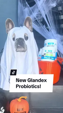 This isn't a trick...and they'll think it's a treat! @Vetnique Pet Health Products Glandex Daily Prebiotic and Probiotic soft chews are my pup's favorite! Click the 🔗 in our b!0 & Use code APOLLO20 for a discount! #vetnique #vetniquepartner #spookyseason #dogparent #ad