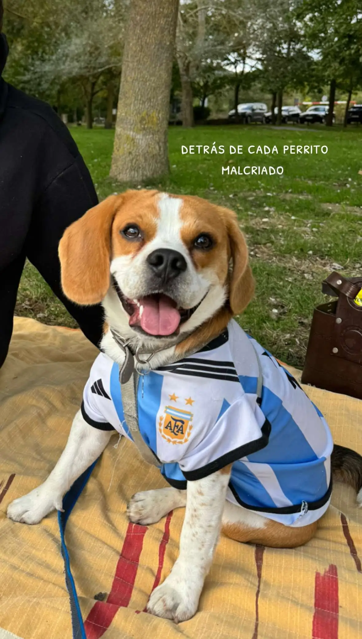 nuestro gordo lindo💗 #foryoupage #fyp #beagle  #argentina #españa 
