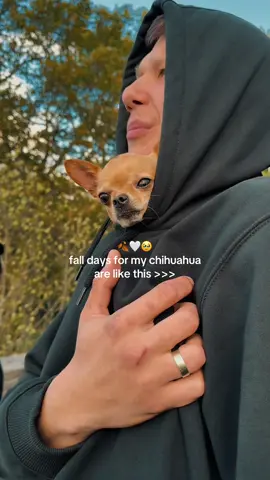 Favorite place is in daddy’s arms😍🍂 #cozytok #cozytoks #cozycore #cozycorevibes #cozycoreaesthetic #cozyvibes #chihuahuastiktok #autumnaesthetic #cozyaesthetic #fallaesthetic #autumnvibes #allvibes #fal|tok #autumntok #autumntok #cozyweather #rainyday #rainydayvibes #rainyweather #pumpkinseason #pumpkinpatch #autumnleaves #halloweentown #halloweenaesthetic #spookyseason