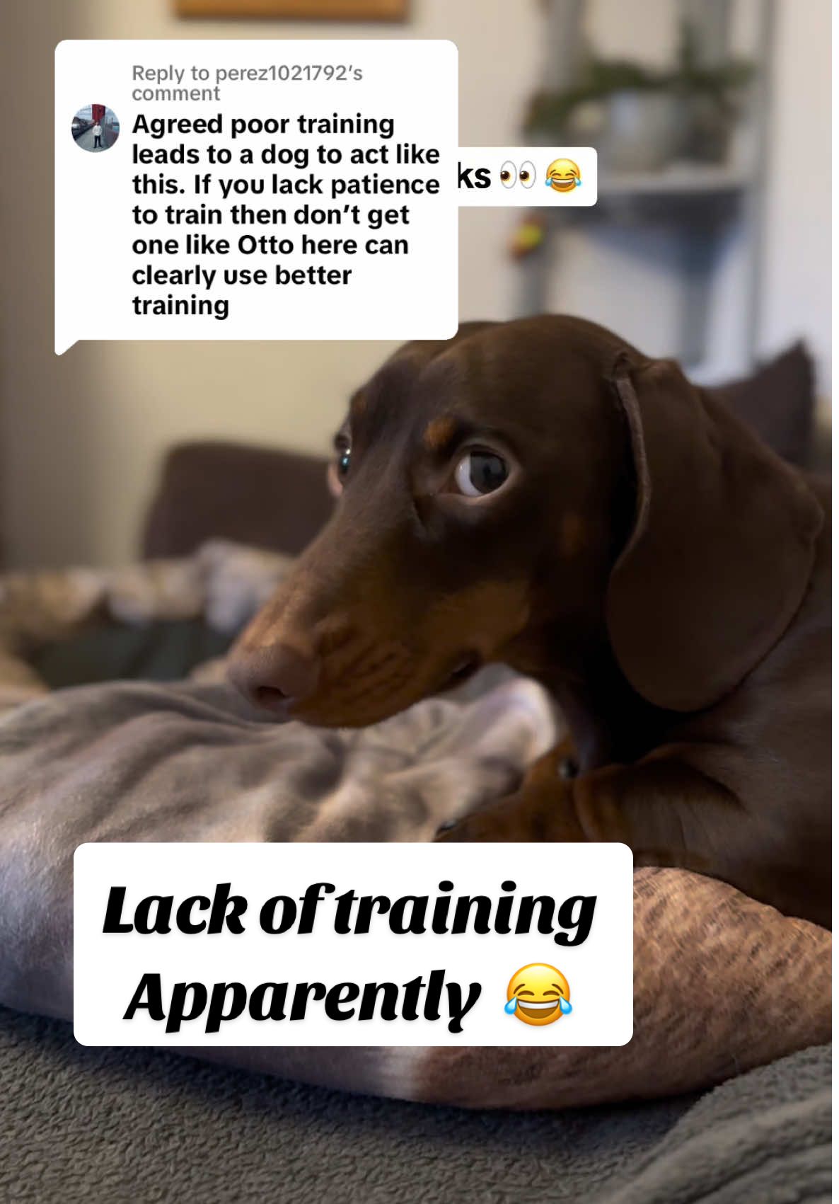 Replying to @perez1021792 the video was satire too 😂 #sausagedog #wienerdog #dachshund #miniaturedachshund 