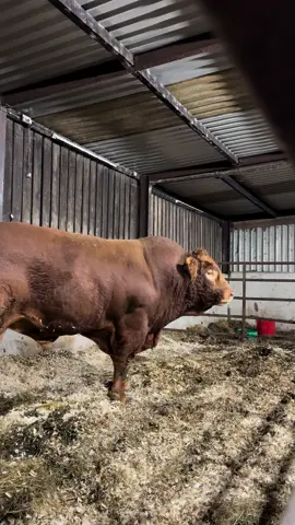 Watch the side eye as he peaks to see if im getting his dinner 😂 #bigbull #orlando #bull #limousinbull #biglad #bigfella #fyp #foryou #goviral #limousin #farminglife #farm #farming #simone #simonedawson #farmingtiktok #farmtok #farmlife 