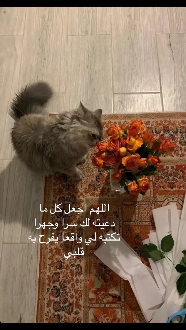 ‏اللهم اجعل كل ما دعيته لك سرا وجهرا ‏تكتبه لي واقعا يفرح به قلبي❤️#قران_كريم #ربي_لاتذرني_فردا_وانت_خير_الوارثين #اذكرني_بدعوه_ولك_مثلها #foryou 