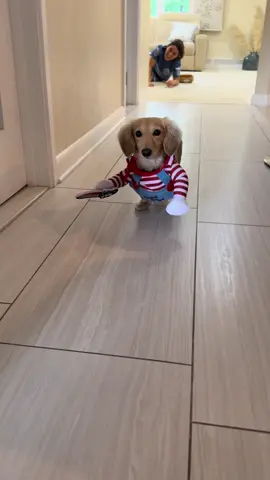 #dog #puppy #funny #dogsoftiktok #cute #halloween 