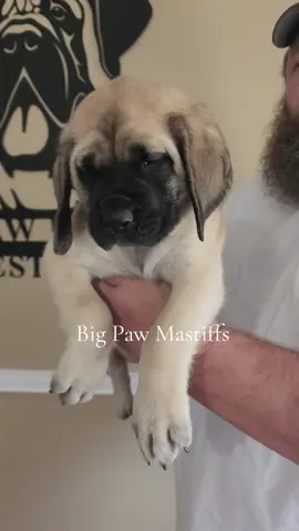 Puppies! 🐶 #englishmastiff  #bigpawmastiffs #nc #mastiff #mastiffsoftiktok #cutepuppies #mastiffbreeder #gentlegiant #puppiesoftiktok #dog 