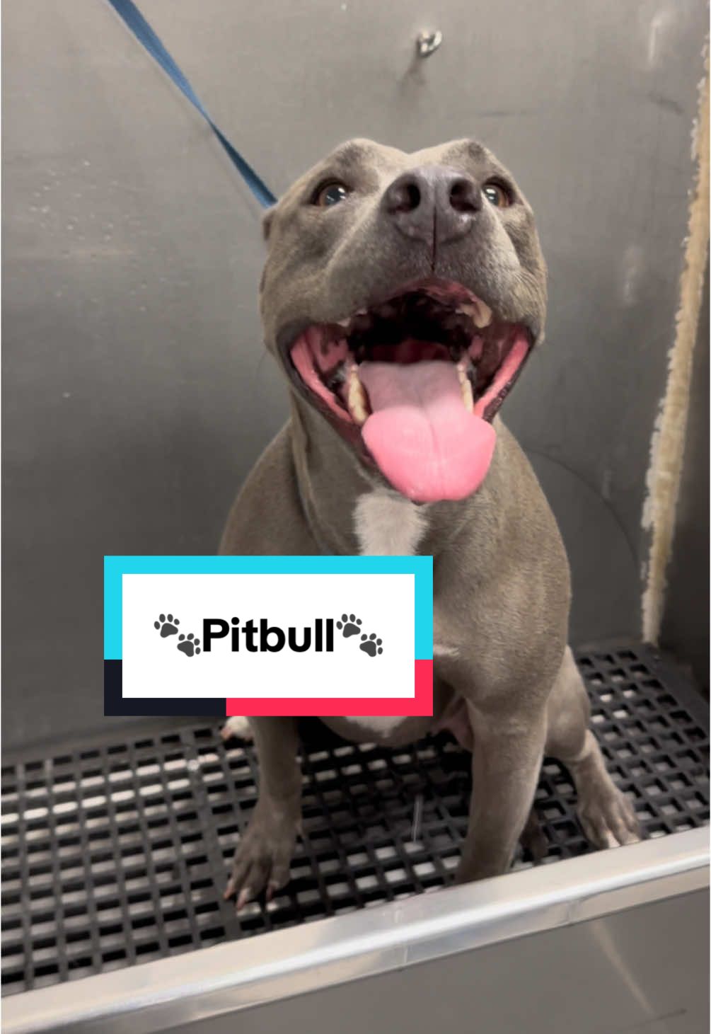 Pitbulls are one of my favorite breeds. #pitbull #pitbullsoftiktok #pittiesoftiktok #pittie #pitbulls #bullybreeds #doggrooming #tutorial #eqyssgroomingproducts 