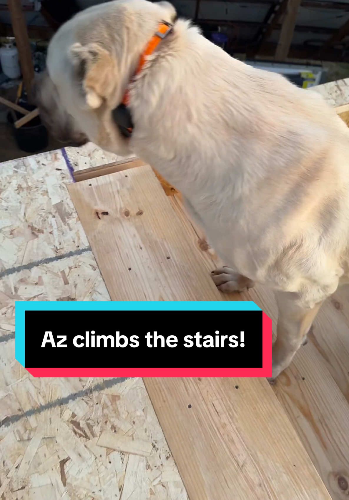 Az gets up the stairs!!! #Aslandog #lgd #livestockdog #bigdog #boz #narrowayhomestead 